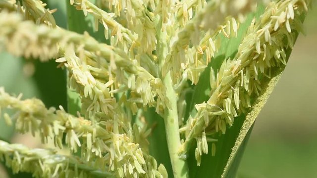 Sweetcorn flowering seed head (Zea mays convar. saccharata var. rugosa)