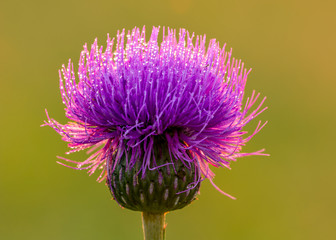 Milk thistle flower with drops in early morning