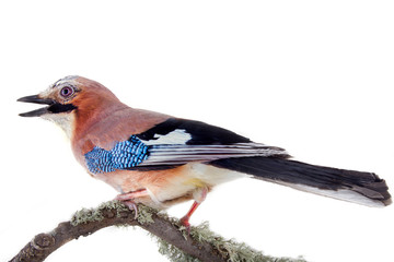 Multicolored Jay with blue mirror on wing. Bird portrait
