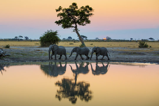 Young elephants bathing in pond