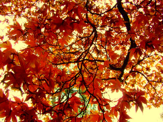 Beautiful autumn colour of back lit maple leaves