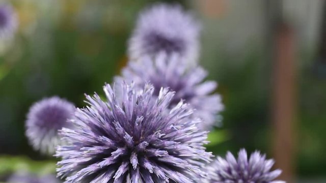 Globe thistle (echinops bannaticus) flower heads