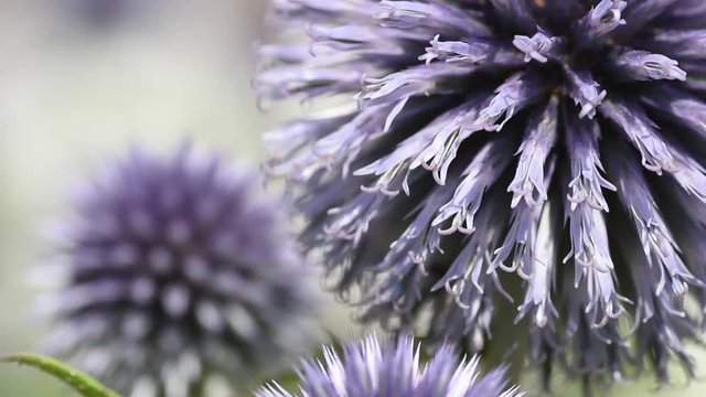 Globe thistle (echinops bannaticus) flower heads