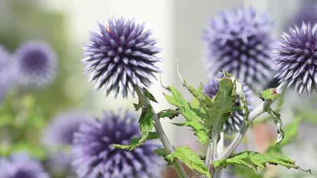 Globe thistle (echinops bannaticus) flower heads