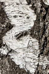 Birch bark texture for background