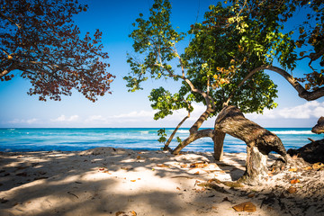Bent trees along this Caribbean beach leaning towards the sea for their leaves to have more sunlight. Negril, Jamaica