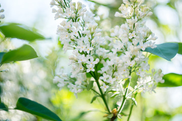 Blooming bird-cherry, white lilac flowers closeup with bokeh background, spring vibes, selective focus