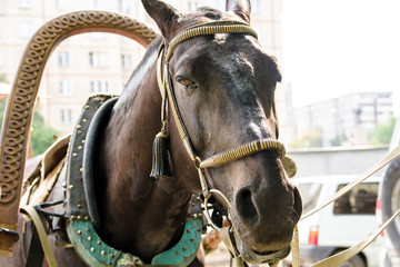 Obraz premium a horse in a bridle, a horse looks carefully