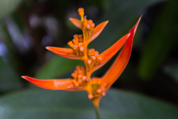 Orange Flower
