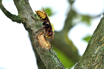 the hornet is eating the sweet bark of a tree
