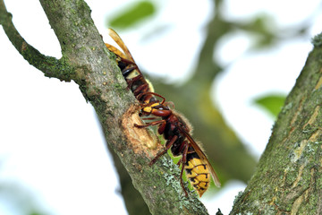 horde of hornets is making a nest to the tree