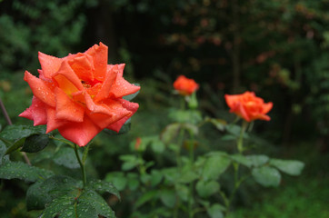 Rose Beauty In Rain