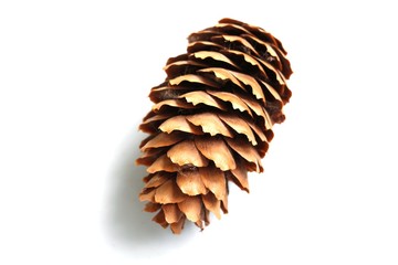 Pine cone