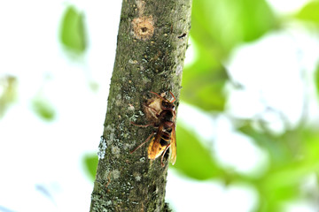 the hornet is eating the sweet bark of a tree