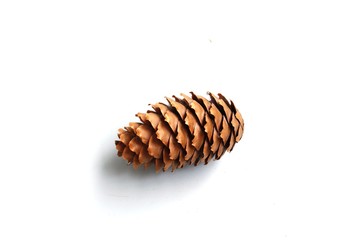 Pine cone