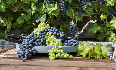 large bunches of blue and white grapes