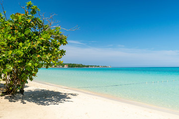 Almond tree providing shade on a sunny day along a beach in Negril, Jamaica.
