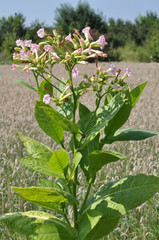 Flowering of tobacco plants