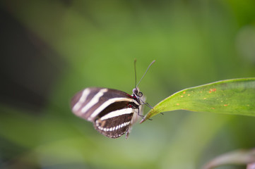 Fototapeta na wymiar papillon blanc et noir seul dans un jardin en été sur une feuille jaune vert