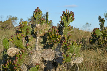 Cactus