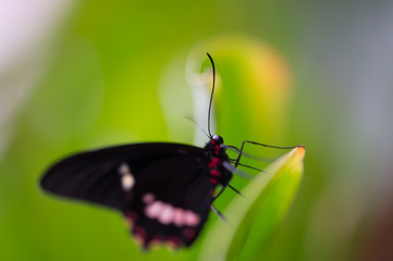 papillon blanc rouge et noir en très gros plan de dos sur fonds vert et jaune