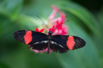 Fototapeta na wymiar papillon blanc rouge et noir seul sur une fleur rouge sur fonds vert