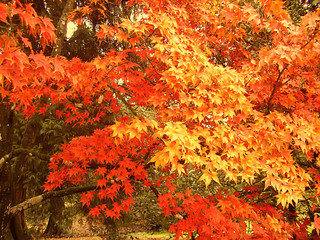 Beautiful autumn colour of maple leaves