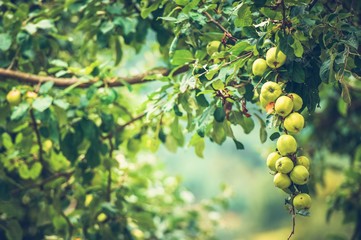 Organic Apples on a Tree