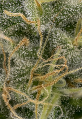 marihuana resin macro