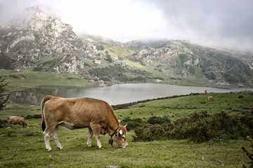 Fototapeta na wymiar cow in a meadow eating grass in front of a lake and a mountain
