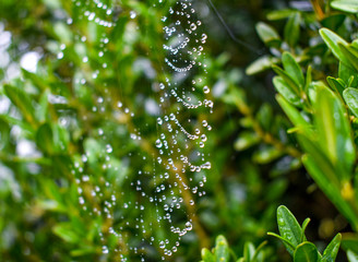 Spiderweb in the rain