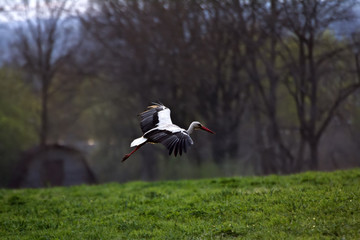 White stork in meadows around village