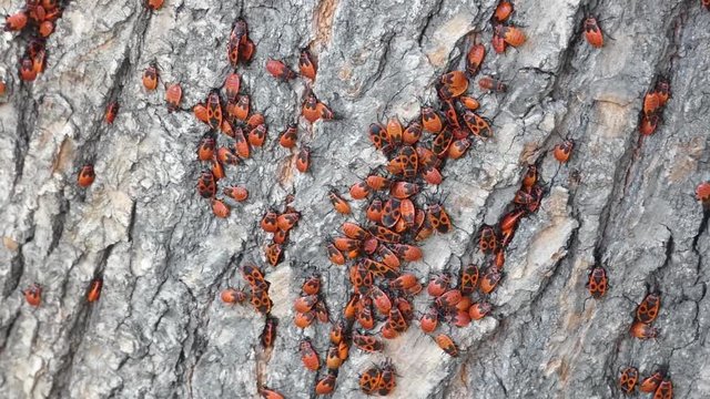 Lot of firebugs (Pyrrhocoris apterus) sitting on tree bark. Red bugs on wooden surface. Insects groups in real nature.
