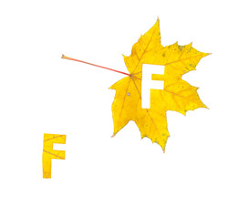 Autumn alphabet. Letter F is cut from  yellow maple leaf