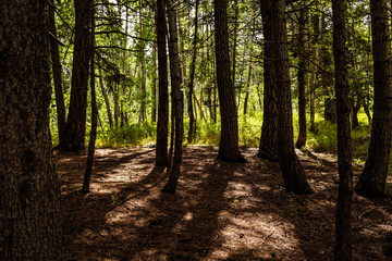 Obraz premium Into the Woods