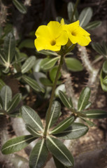 Elephants foot plant (Pachypodium rosulatum) blossom. Botanical Garden, kit, Karlsruhe, Germany,...
