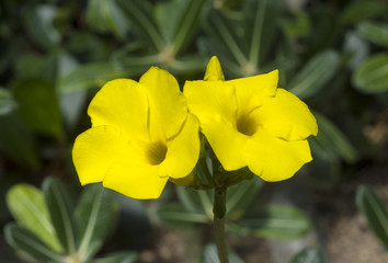 Elephants foot plant (Pachypodium rosulatum) blossom. Botanical Garden, kit, Karlsruhe, Germany,...
