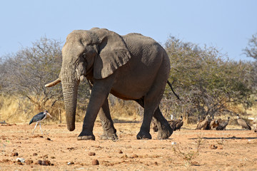 Obraz premium Afrikanischer Elefant (loxodonta africana) am Wasserloch im Etosha Nationalpark (Namibia)