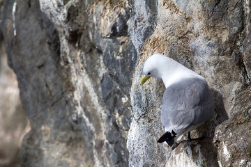 Kittiwakes on ledges near nest and incubate