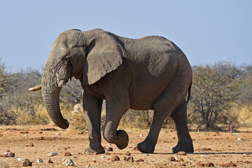 Fototapeta na wymiar Afrikanischer Elefant (loxodonta africana) am Wasserloch im Etosha Nationalpark (Namibia)