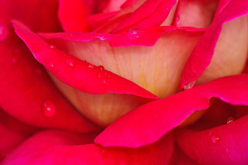 Płatki róży z kroplami wody