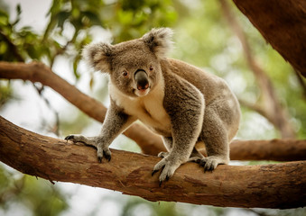 Koala op een eucalyptusboom in Queensland, Australië