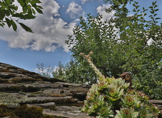 Fototapete bei efototapeten.de bestellen   