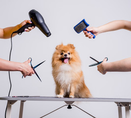 Professional cares for a dog in a specialized salon. Groomers holding tools at the hands. - obrazy, fototapety, plakaty