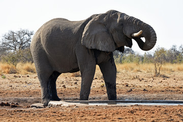 Obraz premium Afrikanischer Elefant (loxodonta africana) am Wasserloch im Etosha Nationalpark (Namibia)