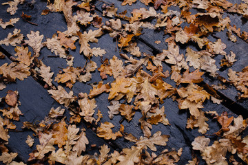 yellow oak leaves on dark boards
