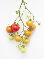 sprout of fresh tomato on white