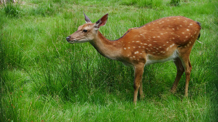 Young Deer