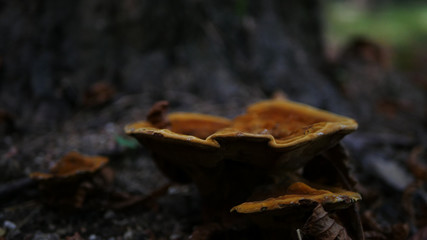 Wild Mushroom
