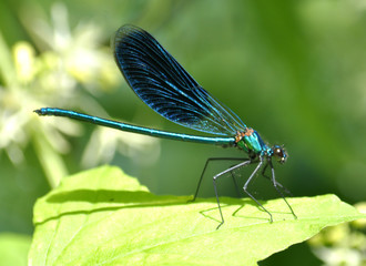 Dragonfly sits on a green leaf
